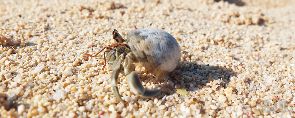 砂浜を歩くヤドカリの写真素材