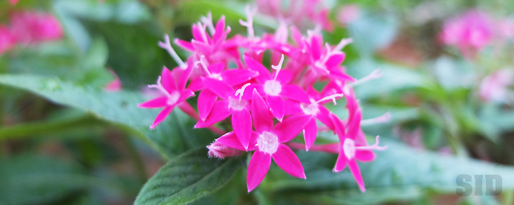 熱帯地域のピンクの花、ペンタス