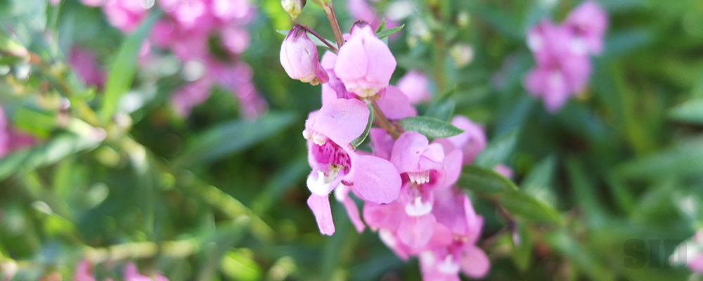 暖かい地域を好む花、アンゲロニア