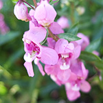 暖かい地域を好む花、アンゲロニア