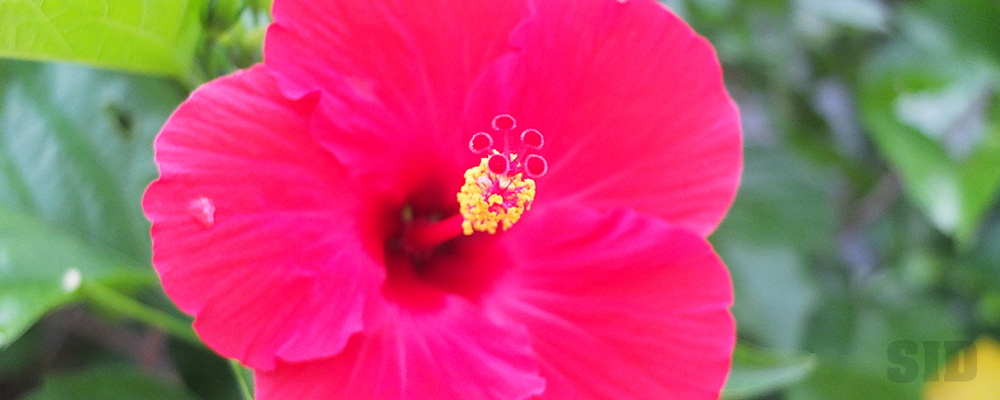 ピンクがかったハイビスカスの花
