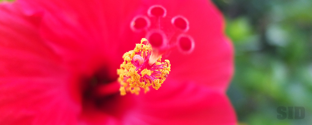 ハイビスカスの花の雄しべ接写