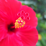 ハイビスカスの花の雄しべ接写