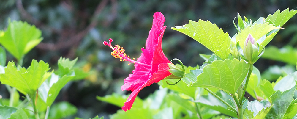 ハイビスカスの花を横から撮った写真