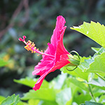 ハイビスカスの花を横から撮った写真