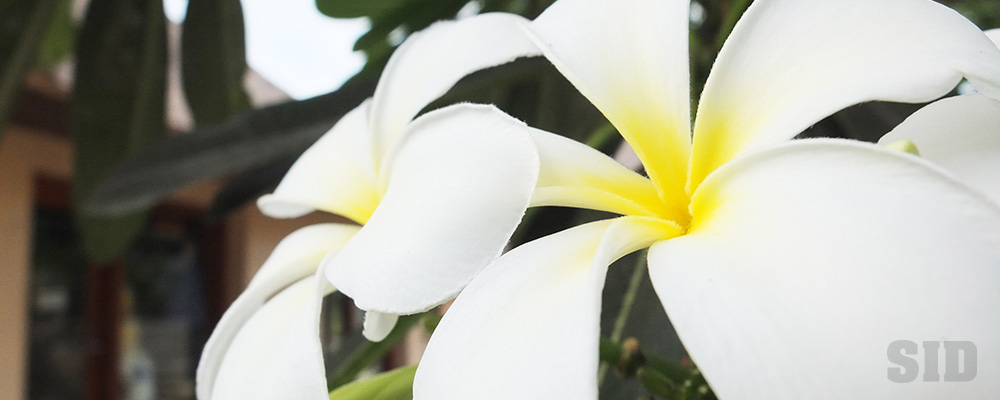 プルメリアの花の写真